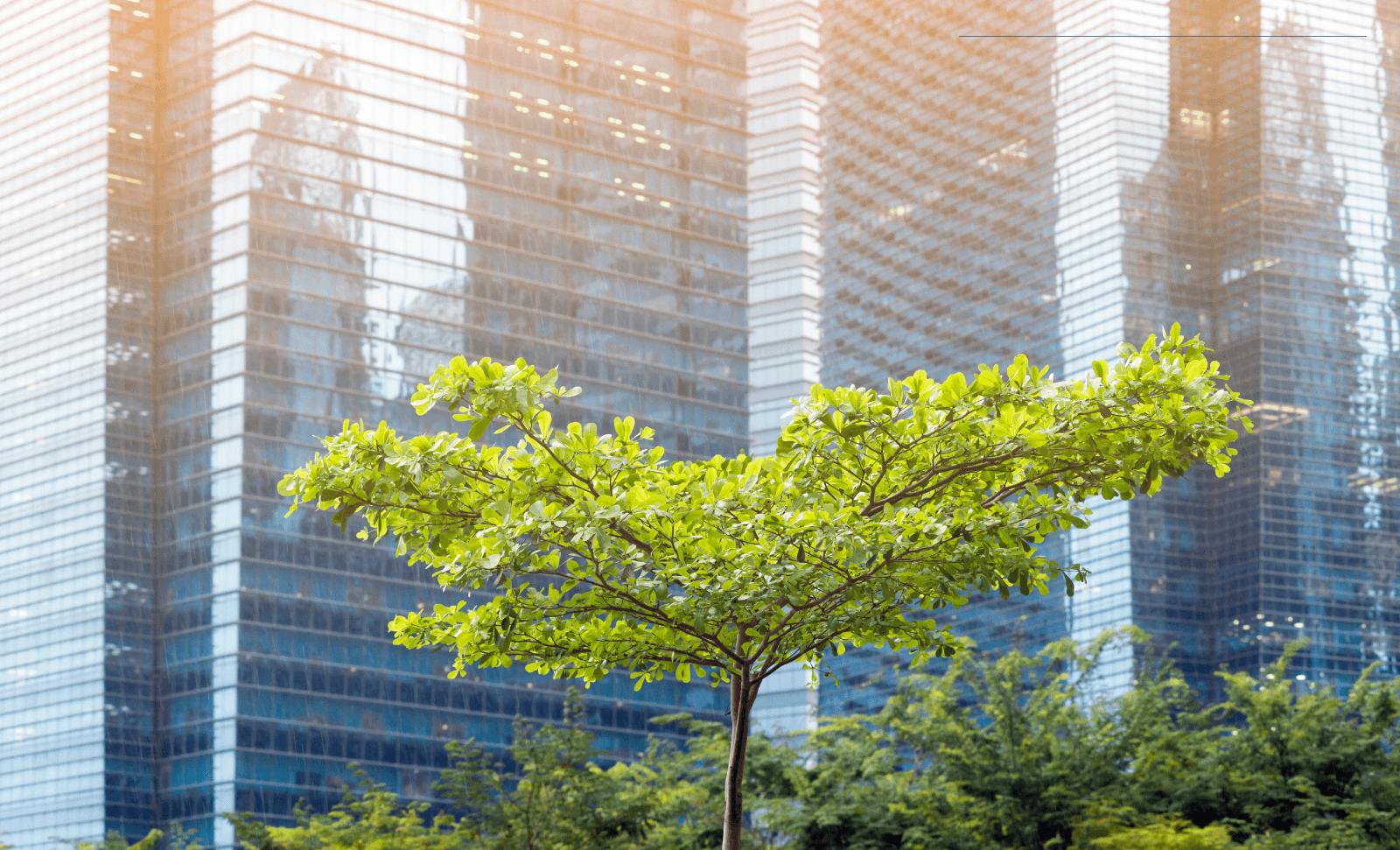 City and trees