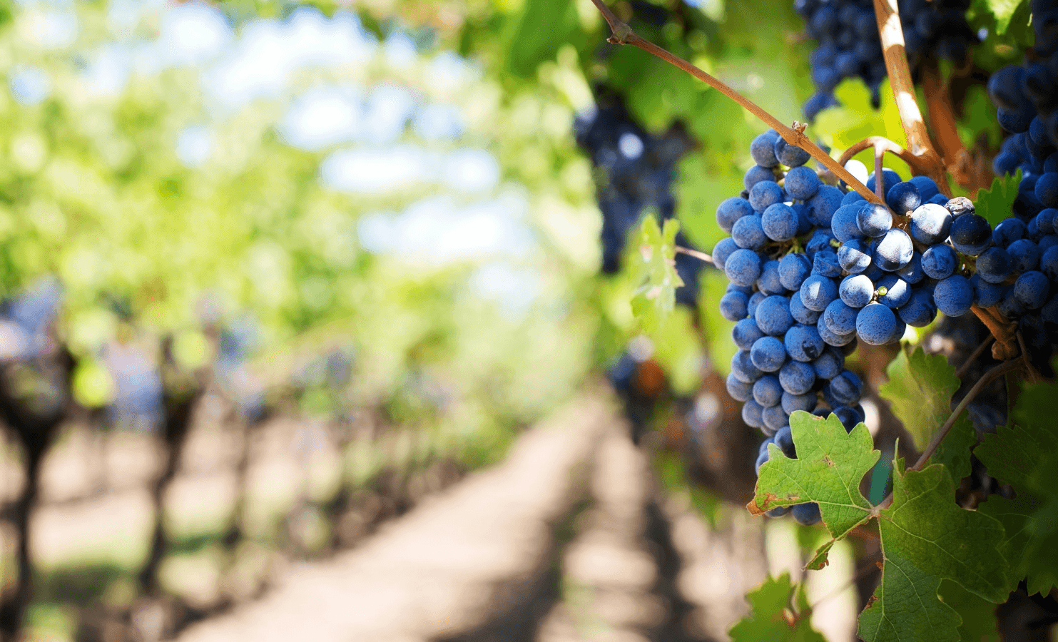 Grapes on vine