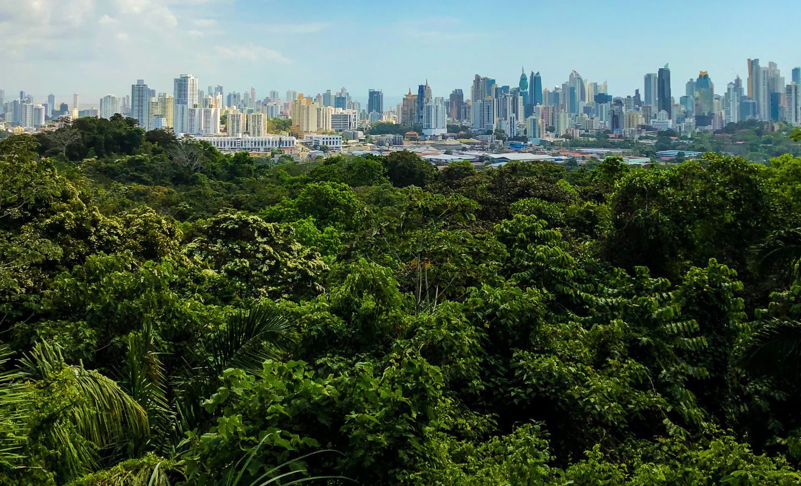 City forest landscape