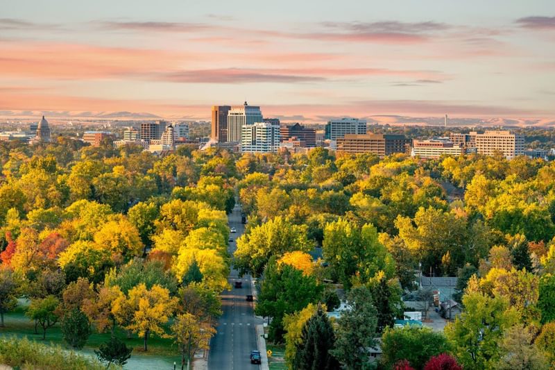 City trees