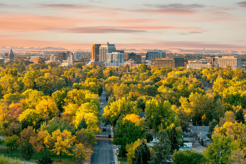 City trees