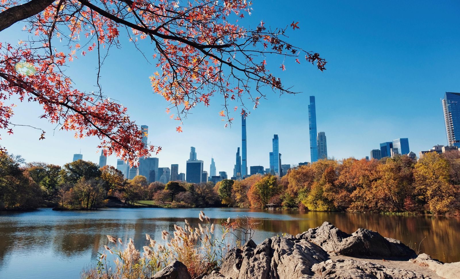 Skyscraper trees