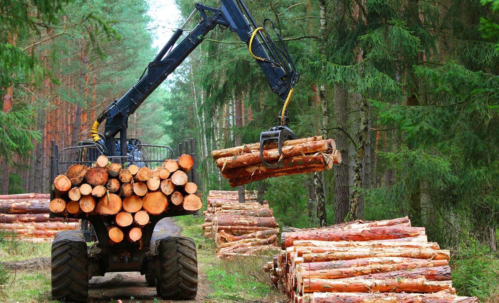 SBTi Opens Pilot Testing Applications for Updated Timber and Wood Fiber ...
